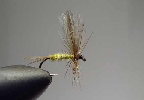 J-003 - Yellow dun