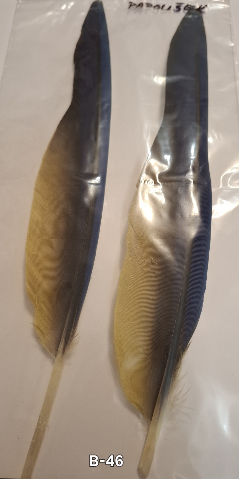 B-46 - Letková pera papouška