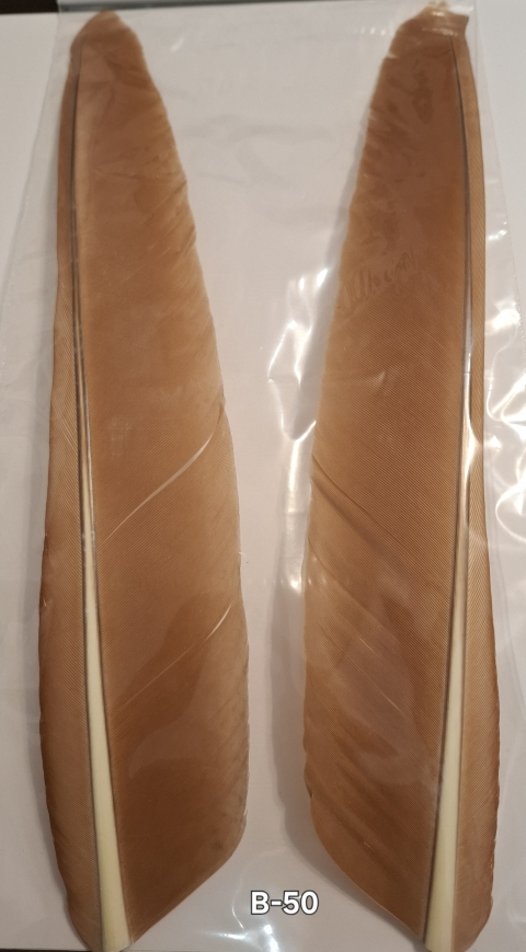 B-50 - Letková pera páva