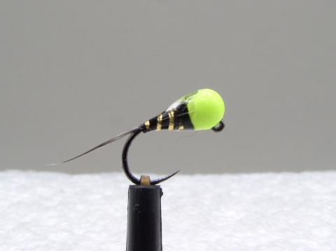 TN-024 - Perdigone nymph
