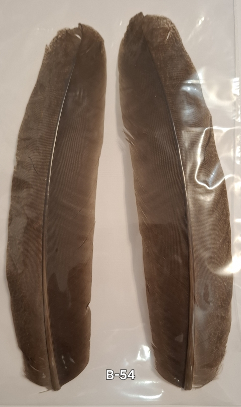 B-54 - Letková pera páva