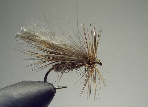 S-037 - Buck sedge